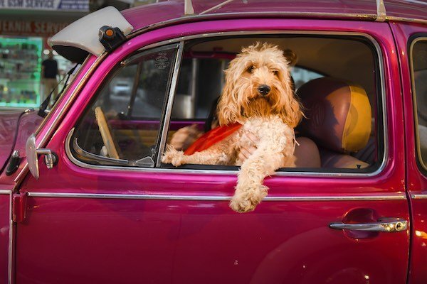    Посмотрите на финалистов конкурса Comedy Pet Photo Awards 22: самые смешные фото домашних питомцев