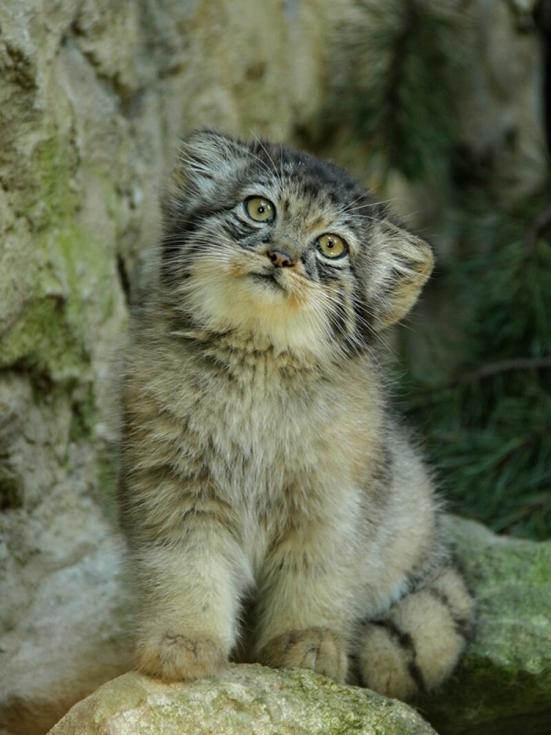 Котята манула. Степной кот Манул. Сибирский дикий кот Манул. Манул (палласов кот). Манул Забайкальский