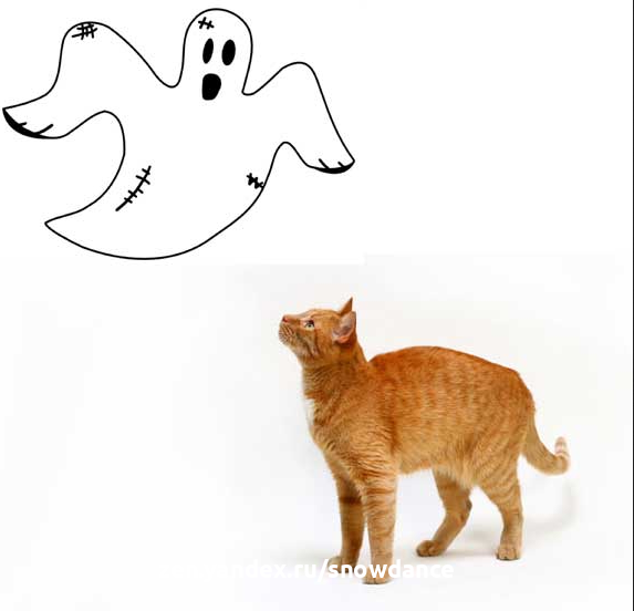 Могут ли кошки видеть призраков? | КотоВедение | Дзен