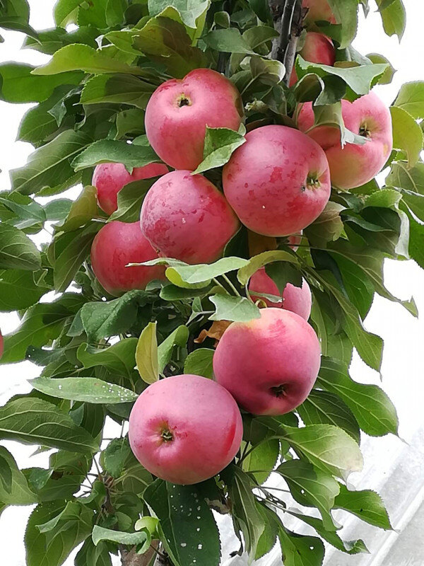 колонно-компакт Осеннее алое (сеянец КВ1)