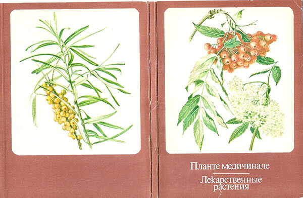 Обложка комплекта открыток "Лекарственные растения", 1989 г.