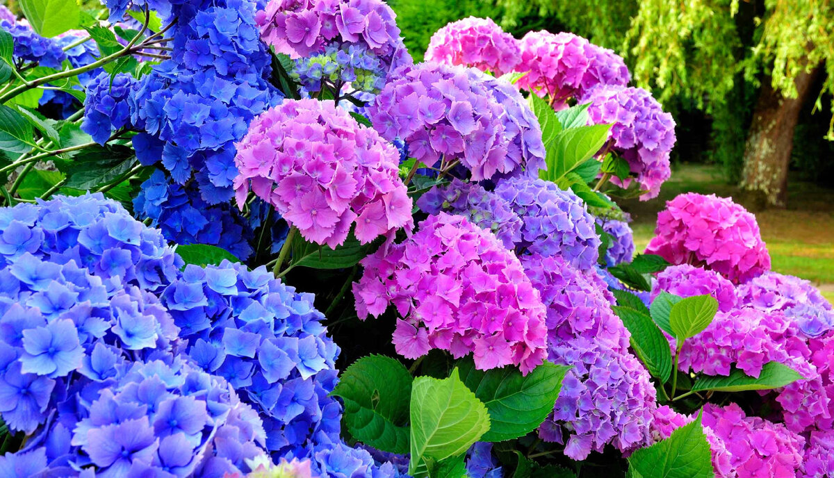 Гортензия крупнолистная