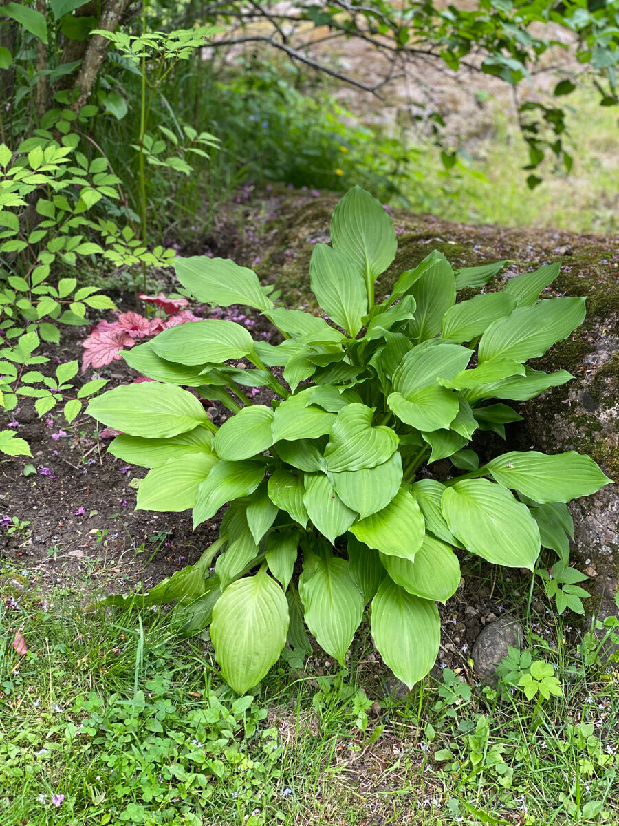 Ещё одна красоточка. Хоста спустя неделю после деления 