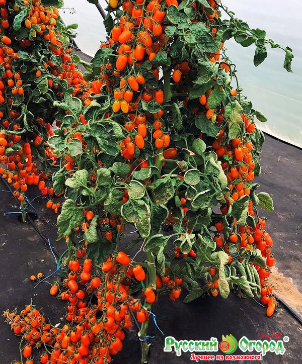 Фото с сайта Русский огород