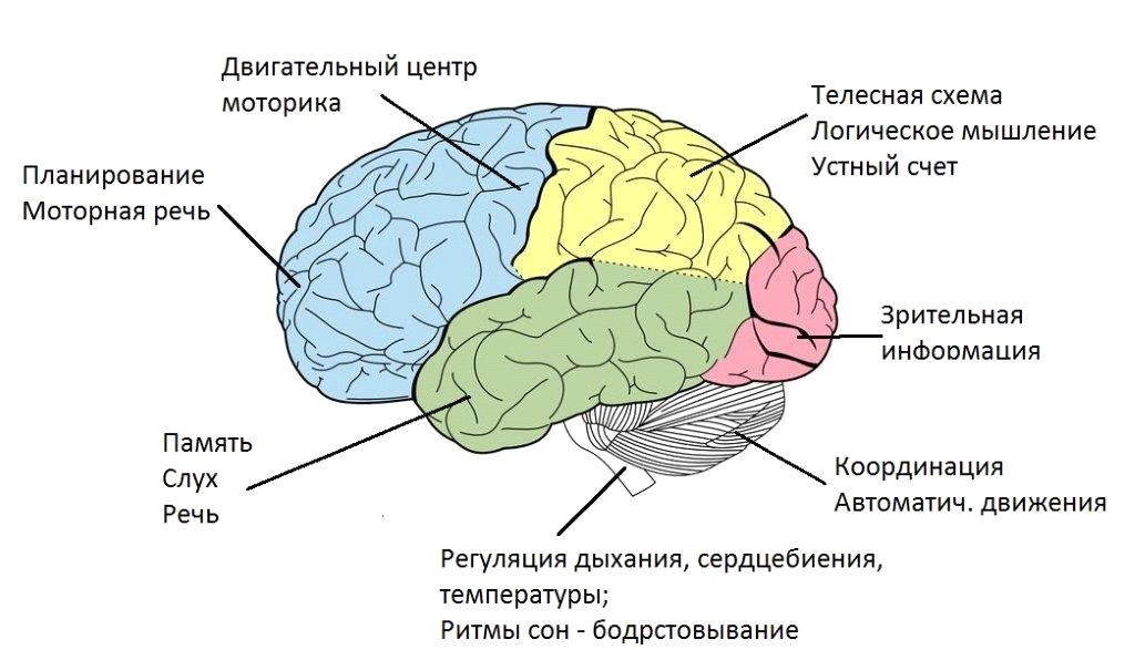 Зрительная зона коры больших полушарий фоторецепторы. Доли и отделы головного мозга. Схема головного мозга человека с зонами. За что отвечают отделы головного мозга. Зона коры головного мозга отвечающая за зрение.