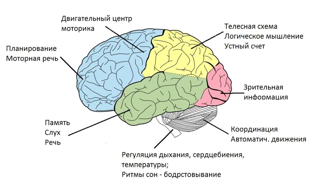 Доли и отделы головного мозга. Головной мозг доли отделы и зоны. Доли головного мозга строение функции. Отдел мозга отвечающий за память.