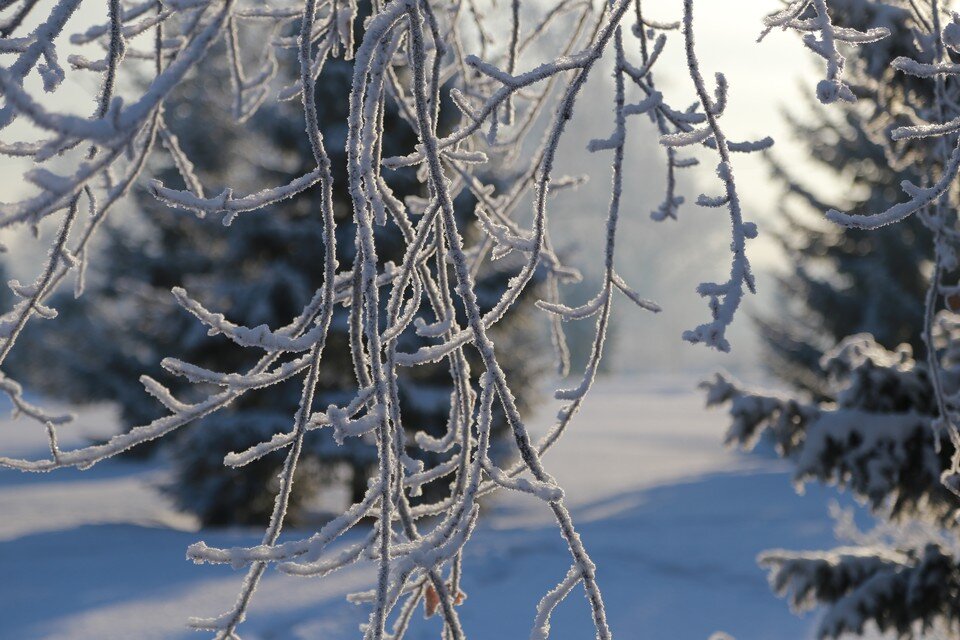    29 ноября рязанцев ждут морозы и очень высокое атмосферное давление. Мария АНАНОВА