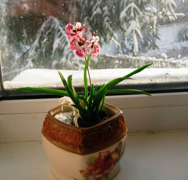 Tolumnia - Страница 13 - Некоммерческая ассоциация любителей орхидей