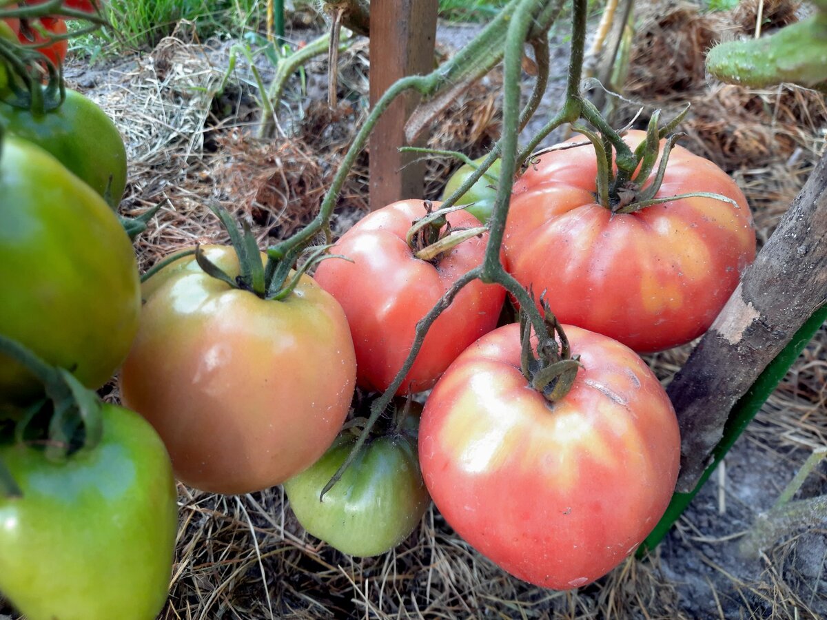 А нужны ли нам импортные сорта томатов? Обзор отечественных сортов,выращенных в 2023 году