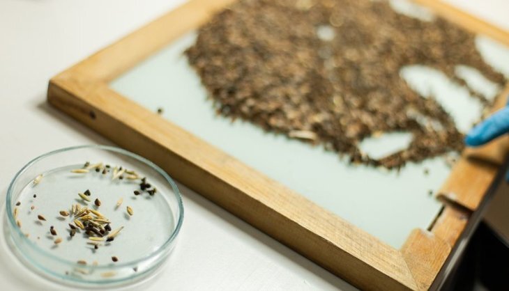    Россия и Мексика будут сотрудничать в области семеноводства