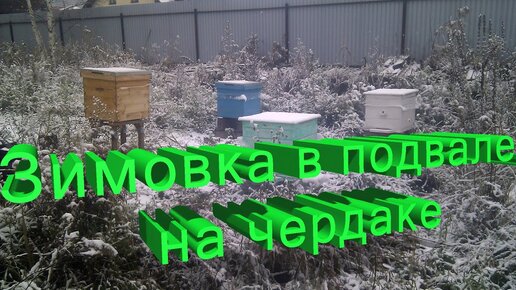 Профессор Кашковский: Зимовка в подвалах жилых домов, на чердаках, в кожухах