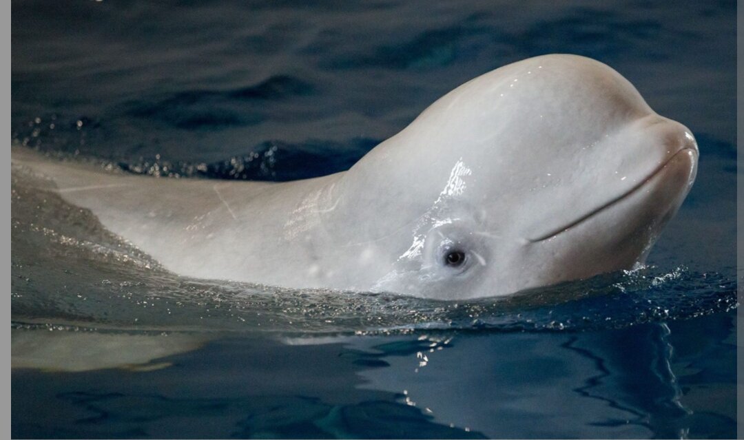 1. Белуха, также известная как белый кит, является самым большим видом дельфинового семейства. Они достигают длины до 20 метров и весят около 90 тонн. 2.