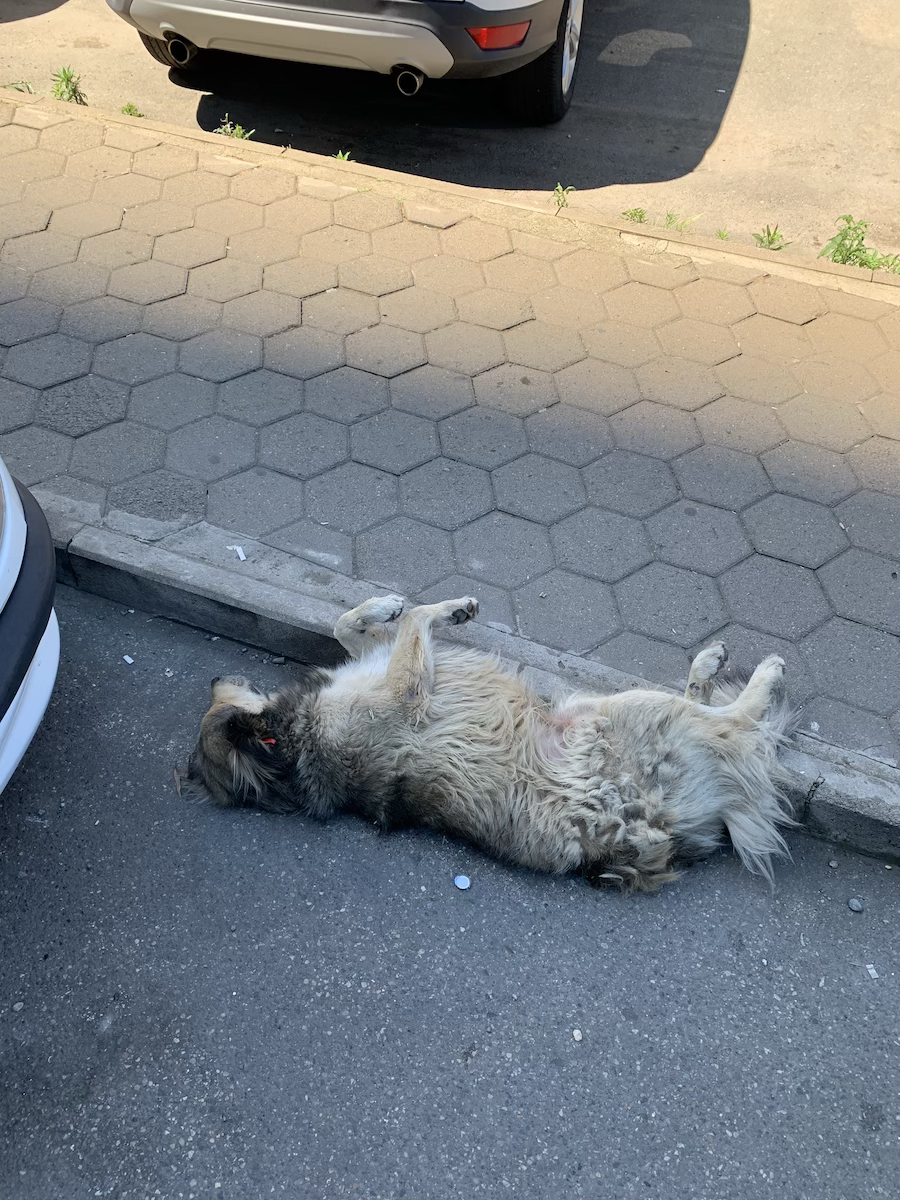 вальяжные собаки Грузии