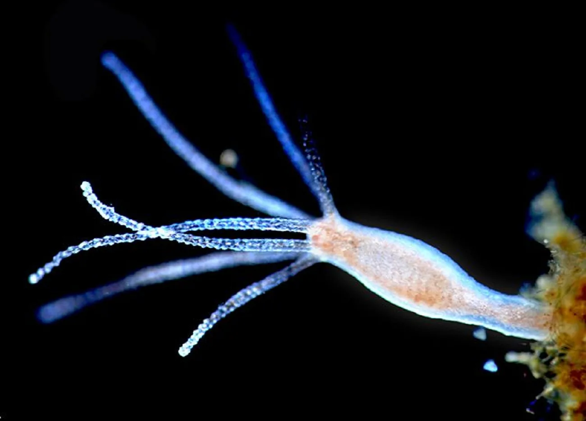 Яндекс.Картинки