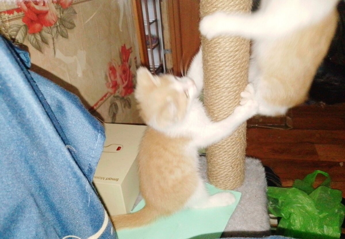 Игривые котята то тут, то там появляются  и неожиданно исчезают, как лучики солнца