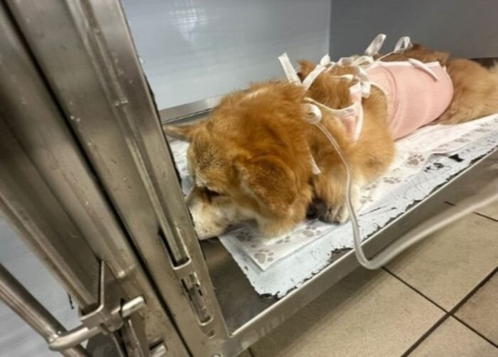 Источник фото: vk.com/moskvatodaynews