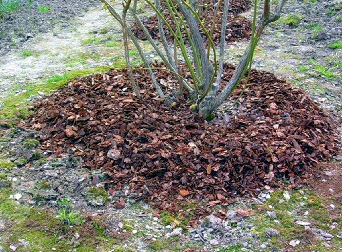 Корневая система голубики садовой. Как подготовить голубику садовую к зиме. Зимовка голубики. Укрытие голубики на зиму. Обрезка голубики весной.