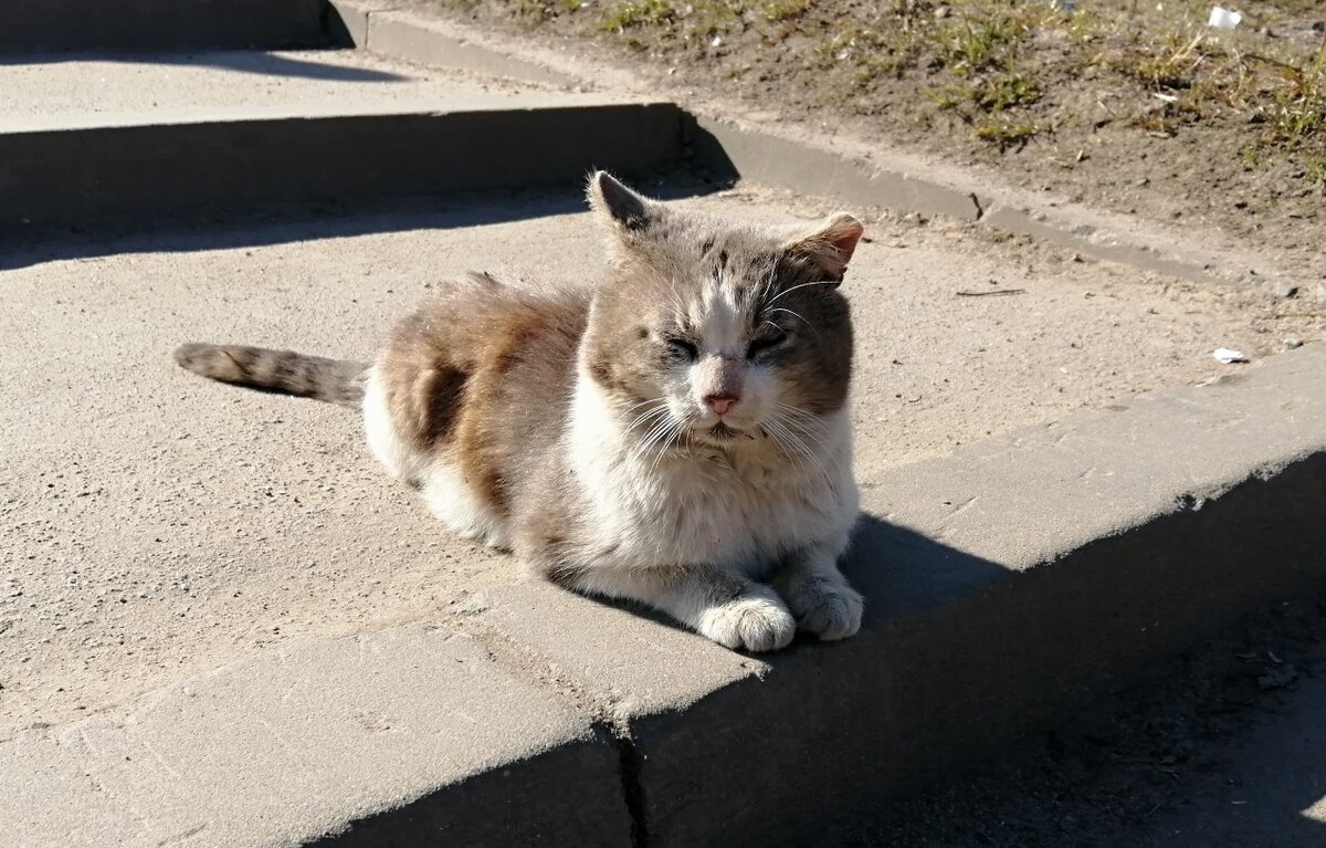 Дикий кот греется на солнышке