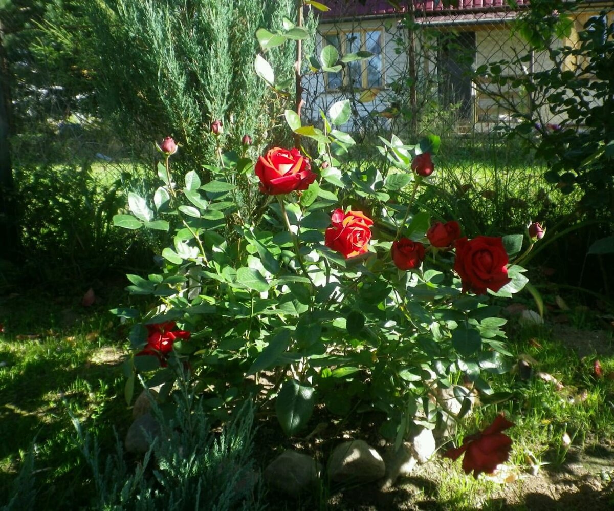 Ингрид Бергман и скальный можжевельник Блю Эрроу