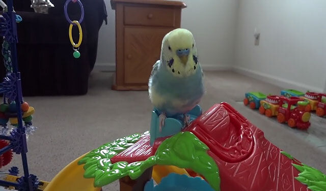 Игрушки для попугая: как развлечь вашего питомца