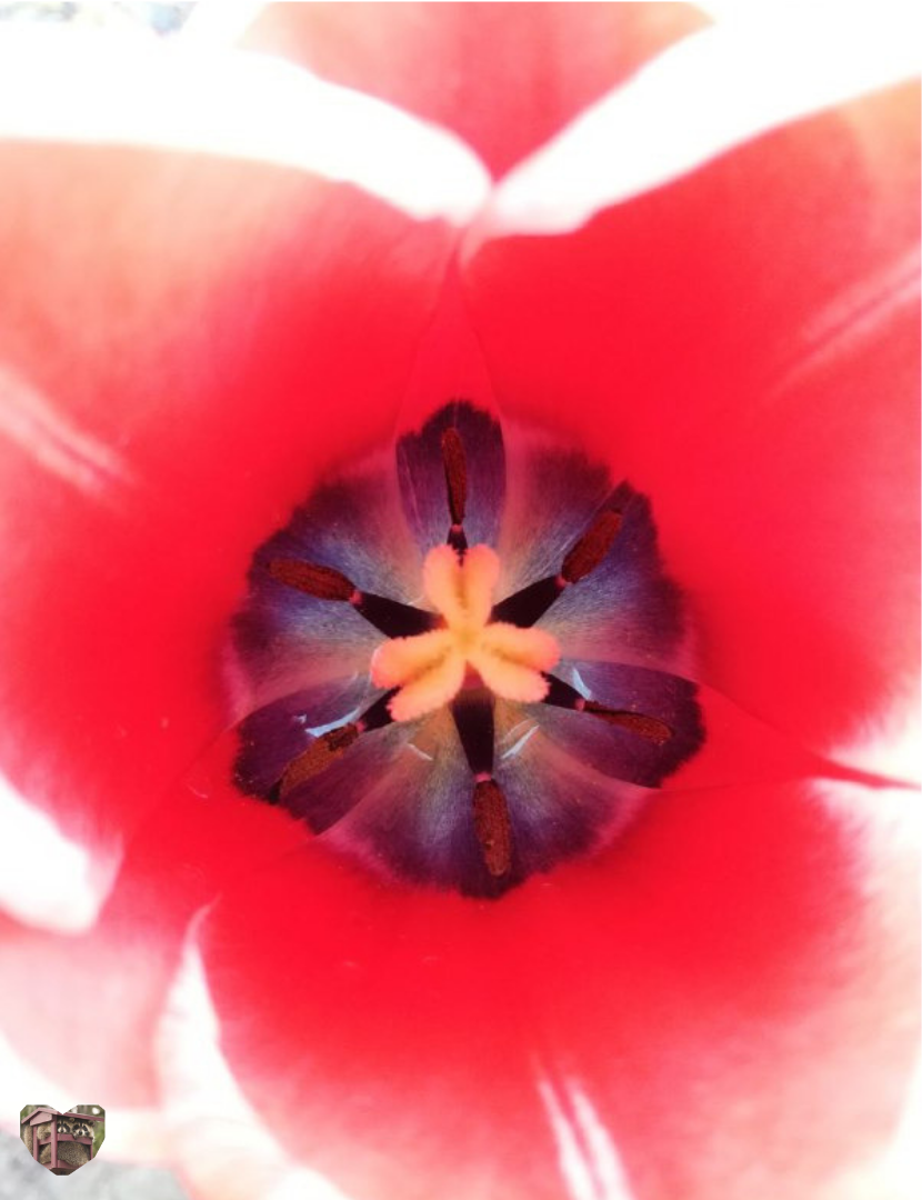 Вот такие чудесные цветы у нас уже повсюду цветут, как в сказке!