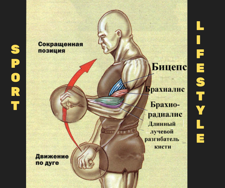 Бицепс это какая мышца фото