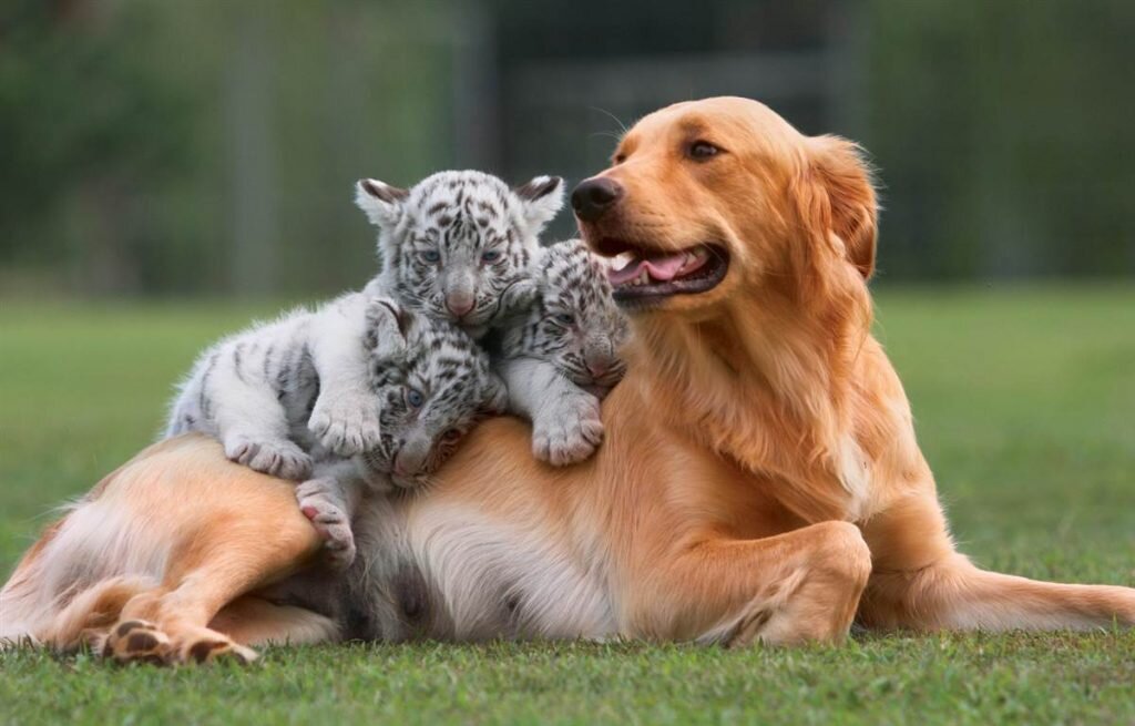 Источник фото: http://positivno.me/wp-content/uploads/2018/06/ts25-1024x655.jpg