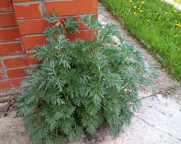 Полынь горькая селится где придется и где ей хочется