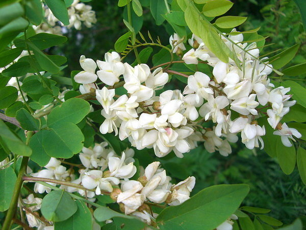 Медоносная белая акация: все об этом удивительном цветущем дереве