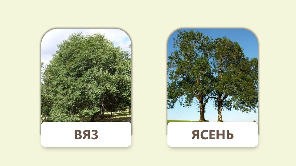 Презентация "Лесные деревья" (2 класс) по окружающему миру - скачать проект