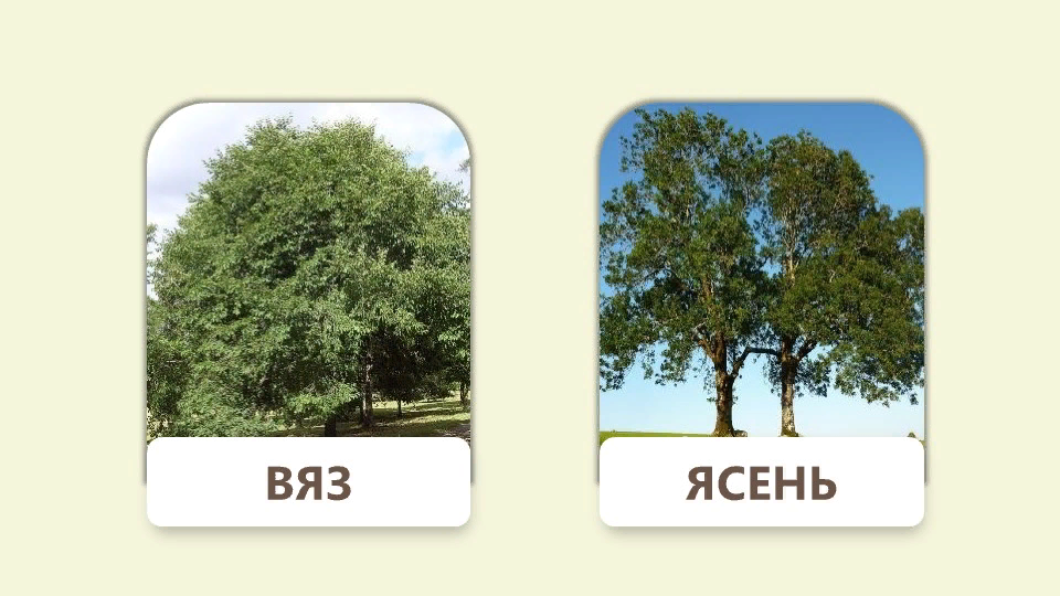 Ясень дуб сравнение. Как отличить ясень от вяза. Вяз граб бук ясень. Деревья клен дуб осина ясень. Вяз и ясень.