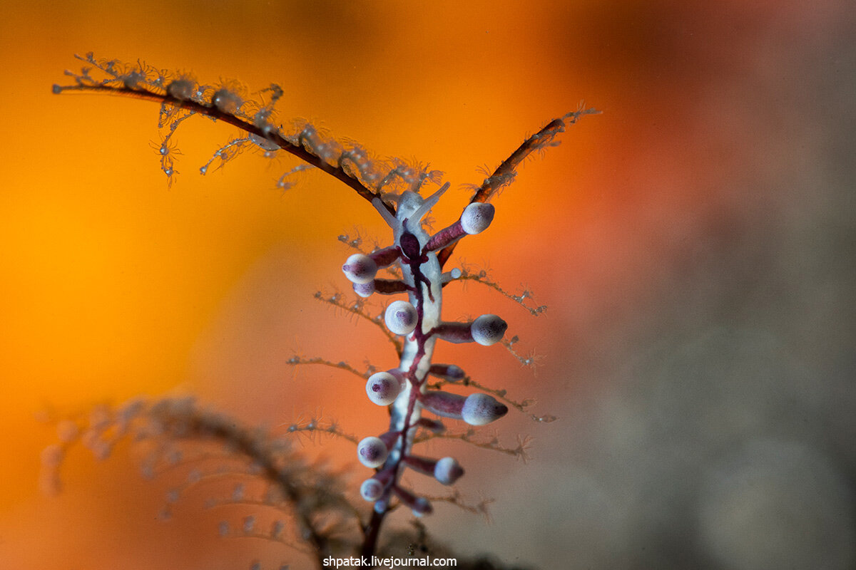 Голожаберный моллюск Eubranchus sp.