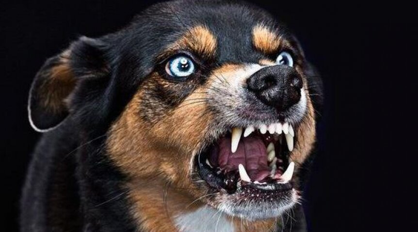 Яндекс.Картинки