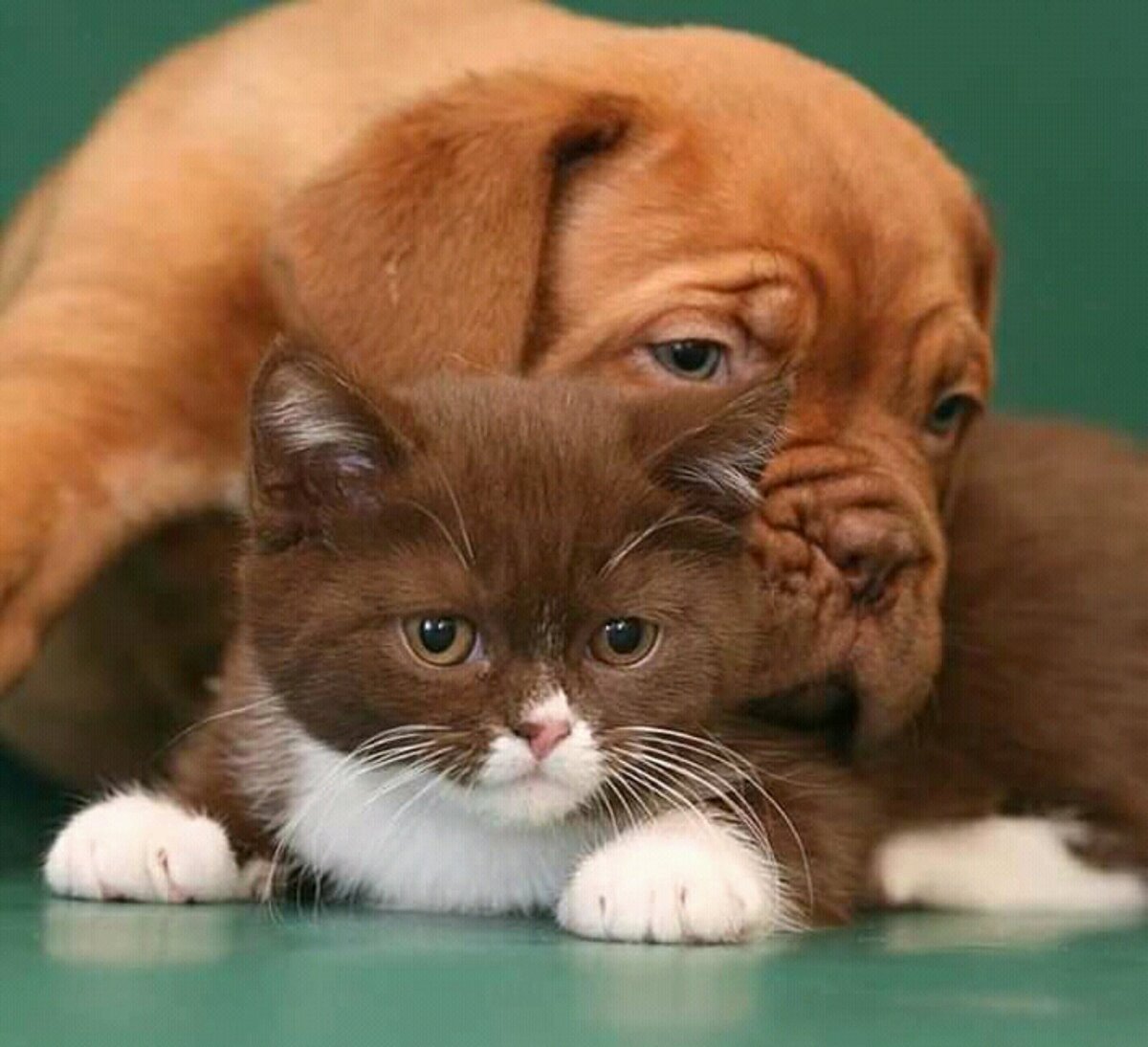 КАКОЙ УРОВЕНЬ АЙКЮ 