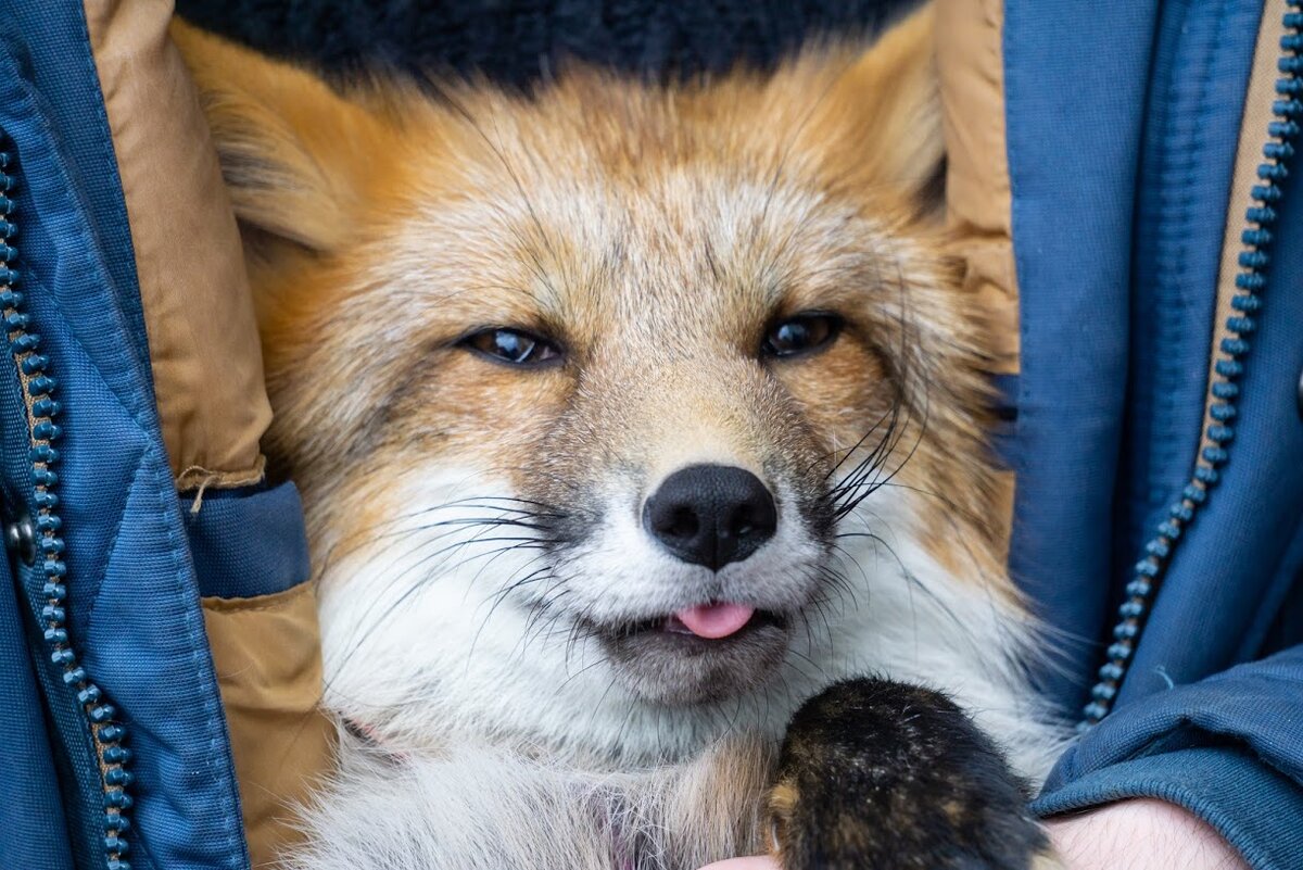 Розовый язычок лисы