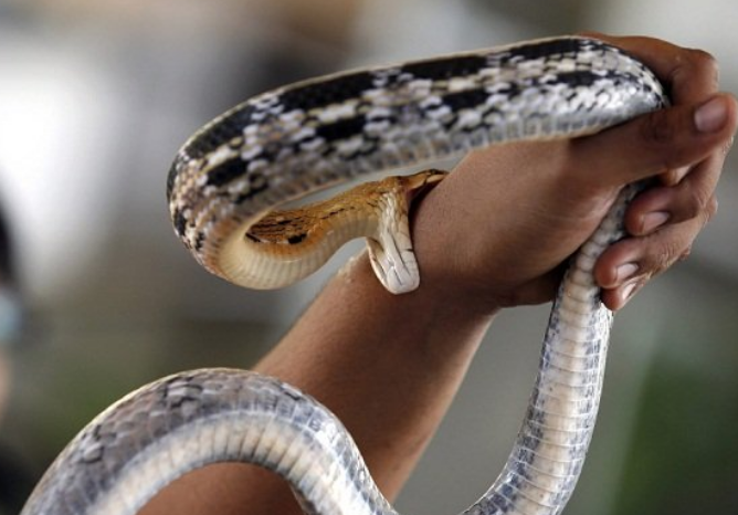 фото loveopium.ru/zhivotnye-2/zhivotnye-v-fotografiyax-54