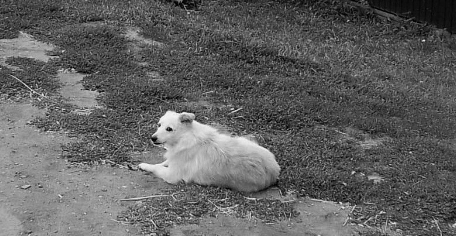 Просто сельская собака. В меру вредная, в меру брехливая