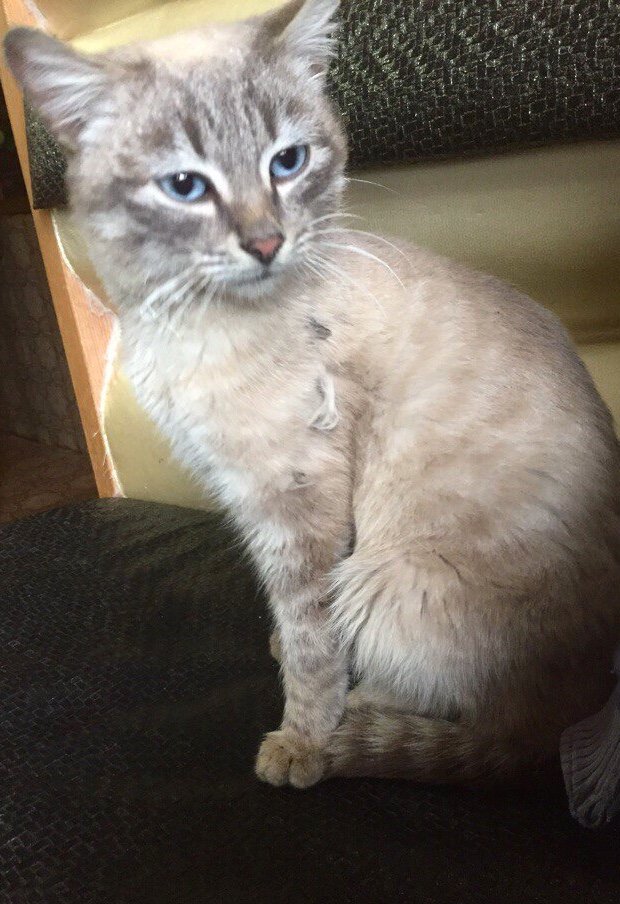 А это тот самый наглый сиамский кот. Не обращайте внимания на то, что он весь грязный, ходил со мной по огороду:)