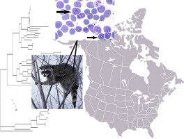 The Sourse: sciencedirect.com/science/article/pii/S2213224419300653