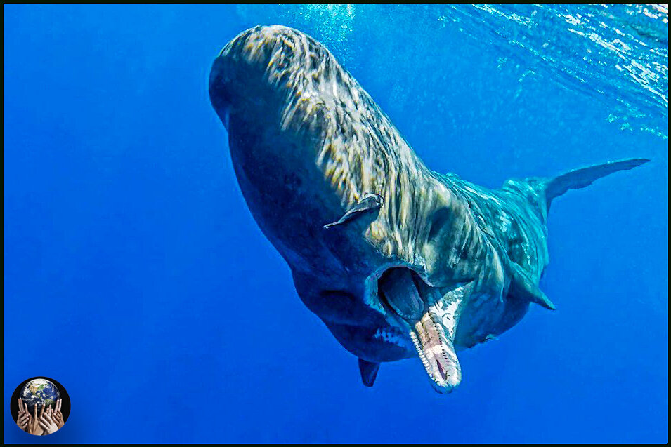 3 необычных органа животных, которых нет у человека.