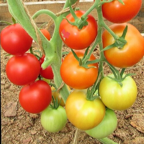  Куст помидоров Яблочный спас