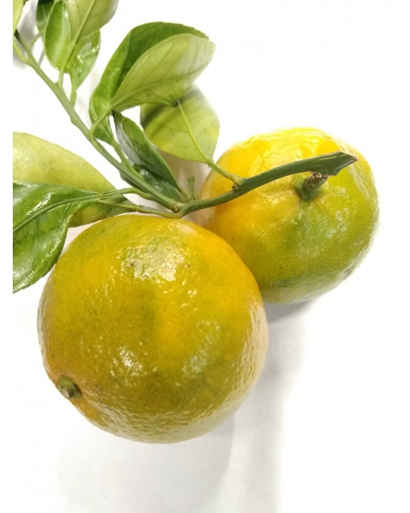 Абхазия и Китай похожи внешне, Китай слаще и красивее