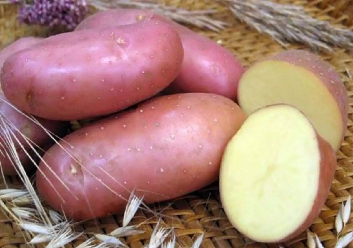 Сорта красного картофеля с желтой и белой мякотью