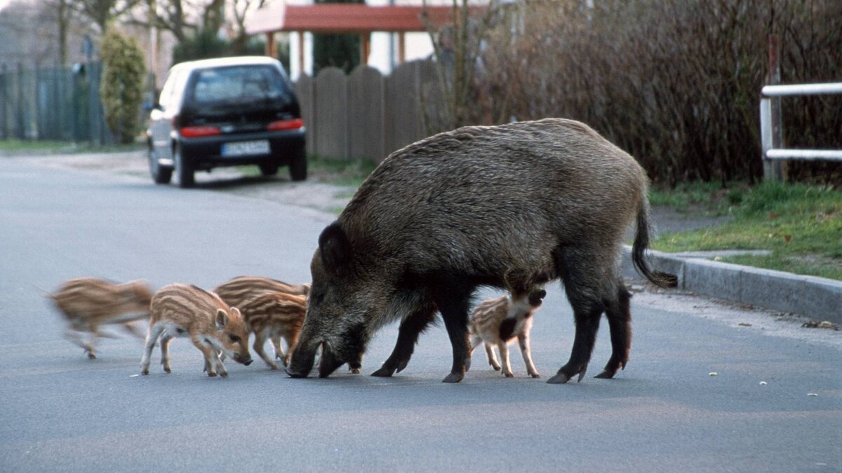 кабан в зоопарке