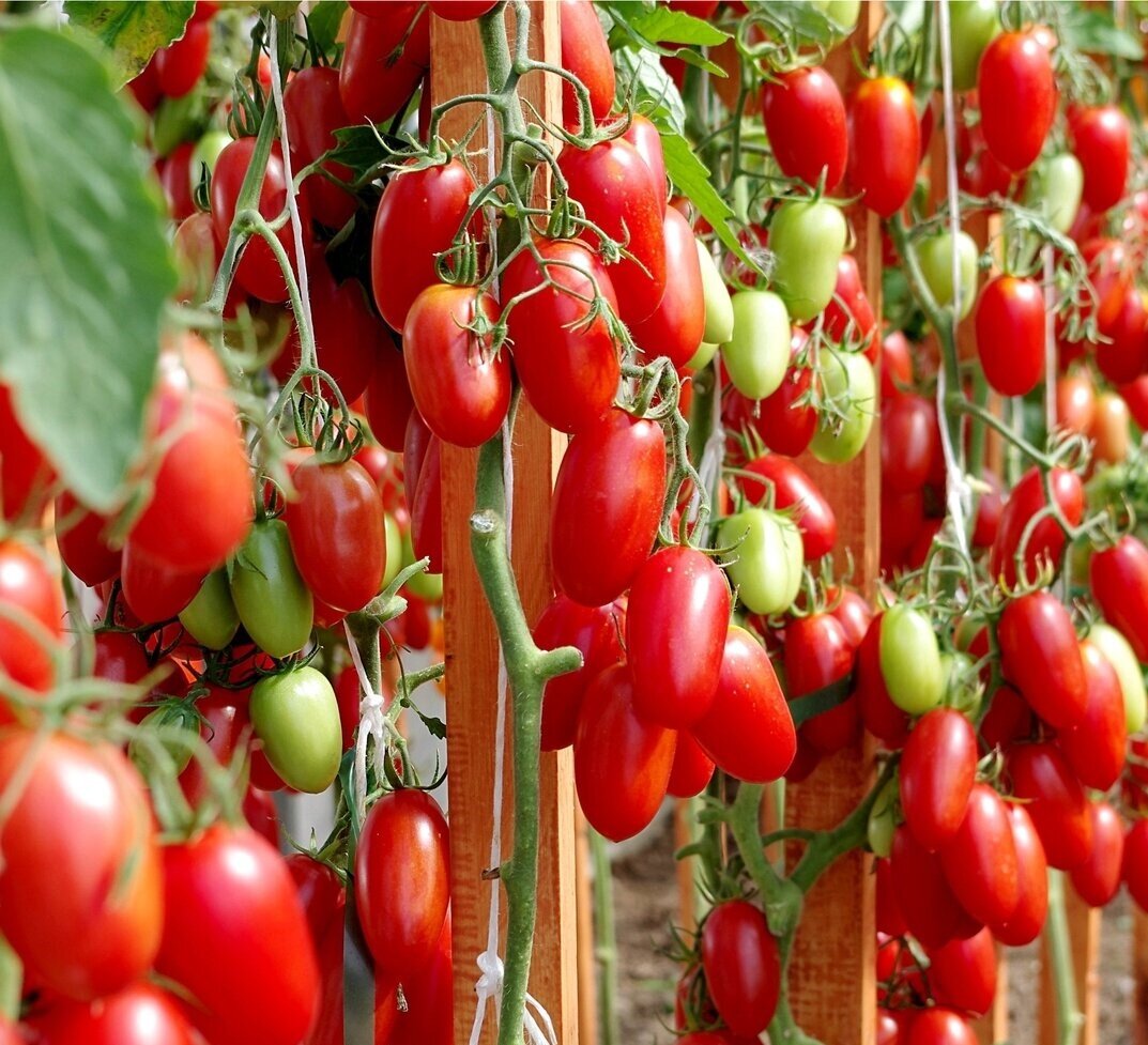 томаты фото из Яндекса 