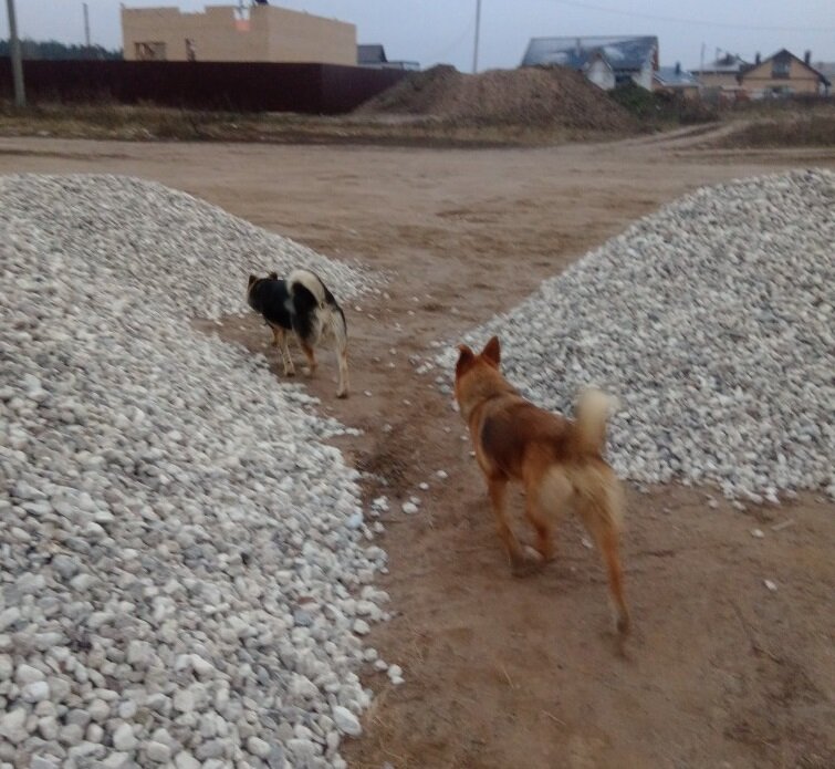 Вера и Рада в поисках приключений