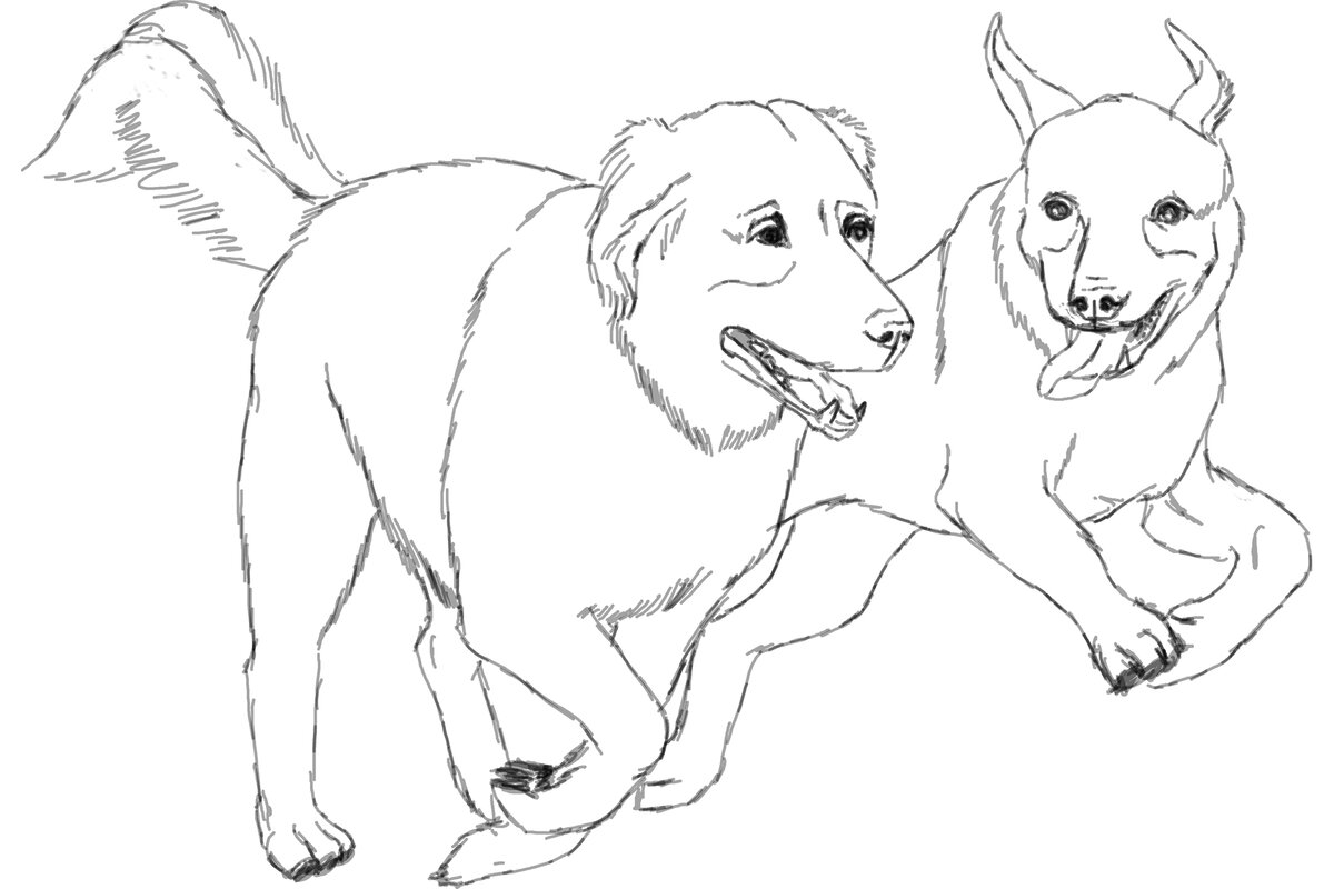 Собакам очень нужно играть со своими сородичами. Вместе они счастливы.