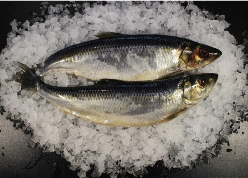 Замороженная сельдь