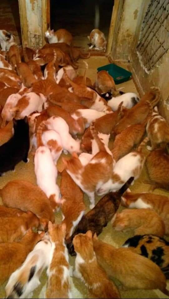 Стерилизация? Не, это дорого...