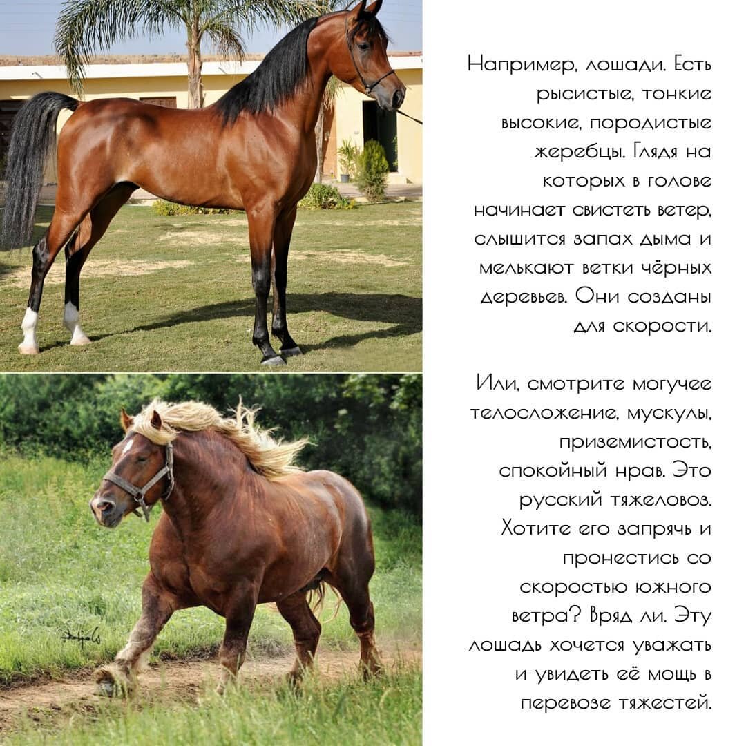 Разные породы лошадей.
